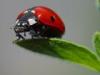 +bug+insect+pest+ladybug+on+leaf+ clipart