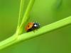 +bug+insect+pest+ladybug+on+stem+ clipart