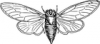 +bug+insect+pest+locust+open+wings+ clipart