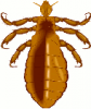 +bug+insect+pest+louse+ clipart