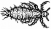 +bug+insect+pest+louse+BW+ clipart