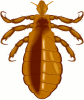 +bug+insect+pest+louse+ clipart