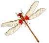 +bug+insect+pest+red+spottd+damsel+fly+ clipart