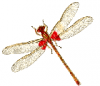 +bug+insect+pest+red+spottd+damsel+fly+ clipart