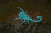 +bug+insect+pest+Arizona+bark+scorpion+glowing+under+uv+light+ clipart