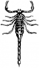 +bug+insect+pest+ clipart