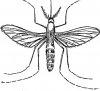+bug+insect+pest+ clipart