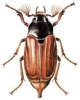 +bug+insect+pest+May+Beetle+ clipart