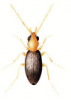 +bug+insect+pest+Mecynotarsus+ clipart