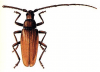 +bug+insect+pest+Megopis+ clipart