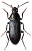 +bug+insect+pest+Melandrya+ clipart