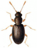 +bug+insect+pest+Melanophthalma+ clipart