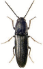 +bug+insect+pest+Melanotus+ clipart