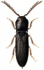 +bug+insect+pest+Melasis+ clipart