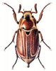 +bug+insect+pest+Melolontha+ clipart