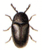 +bug+insect+pest+Mesocoelopus+ clipart