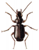 +bug+insect+pest+Metabletus+ clipart