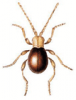 +bug+insect+pest+Mezium+ clipart