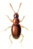 +bug+insect+pest+Microscydmus+ clipart