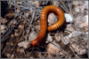 +bug+insect+pest+Millipede+ clipart