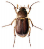 +bug+insect+pest+Miltotrogus+ clipart