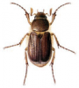 +bug+insect+pest+Miltotrogus+ clipart