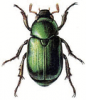 +bug+insect+pest+Mimela+ clipart