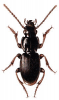 +bug+insect+pest+Molops+ clipart