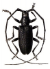 +bug+insect+pest+Monochamus+ clipart