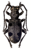 +bug+insect+pest+Morimus+ clipart