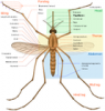 +bug+insect+pest+Mosquito+Culex+pipiens+diagram+en+ clipart
