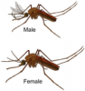 +bug+insect+pest+Mosquito+gender+en+ clipart