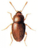 +bug+insect+pest+Mycetaea+ clipart