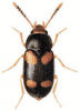 +bug+insect+pest+Mycetophagus+ clipart