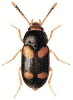 +bug+insect+pest+Mycetophagus+ clipart