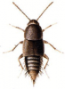 +bug+insect+pest+Myllaena+ clipart