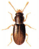 +bug+insect+pest+Myrmechixenus+ clipart