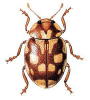 +bug+insect+pest+Myrrha+ clipart