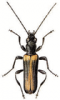 +bug+insect+pest+Nacerda+ clipart