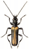 +bug+insect+pest+Nacerda+ clipart