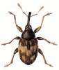 +bug+insect+pest+Nanophyes+ clipart