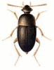+bug+insect+pest+Nargus+ clipart