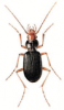 +bug+insect+pest+Nebria+ clipart