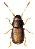 +bug+insect+pest+Nephanes+ clipart