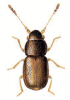 +bug+insect+pest+Nephanes+ clipart