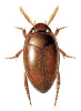 +bug+insect+pest+Noterus+ clipart