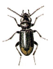 +bug+insect+pest+Notiophilus+ clipart