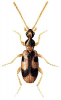 +bug+insect+pest+Notoxus+ clipart