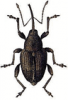 +bug+insect+pest+Nut+Weevil+ clipart