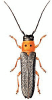 +bug+insect+pest+Oberea+ clipart
